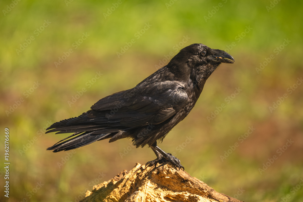 Fototapeta premium Common raven in sunshine on tree stump