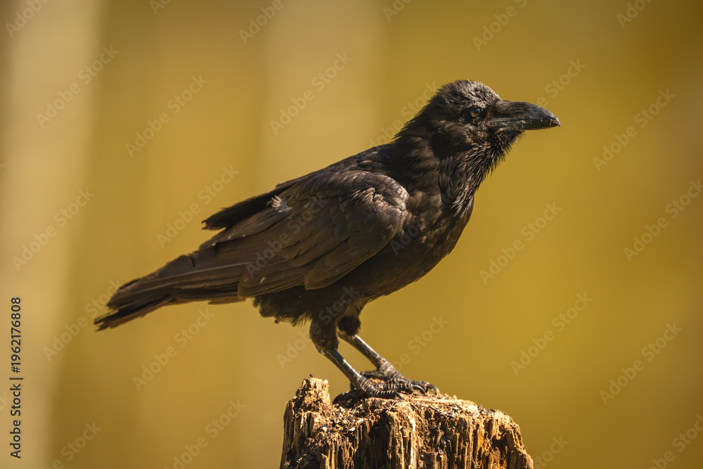 Fototapeta premium Common raven on tree stump in sunshine