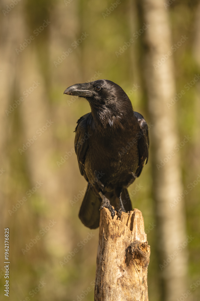 Fototapeta premium Common raven on wooden post turning head