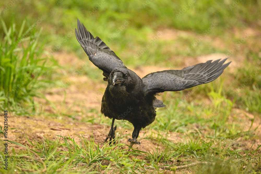 Fototapeta premium Common raven takes off from grassy clearing