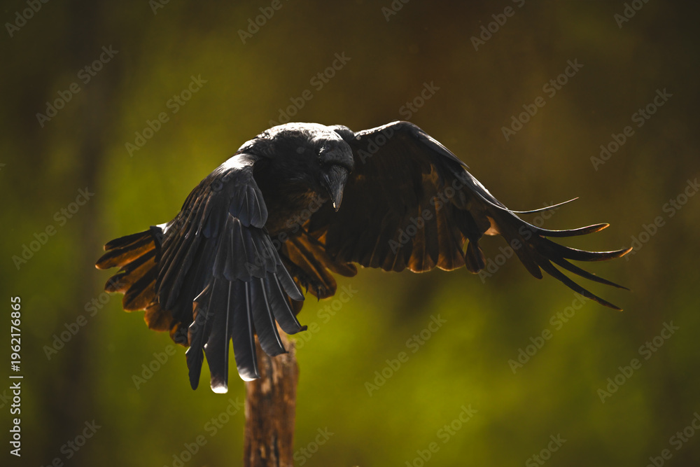 Fototapeta premium Common raven takes off from wooden post