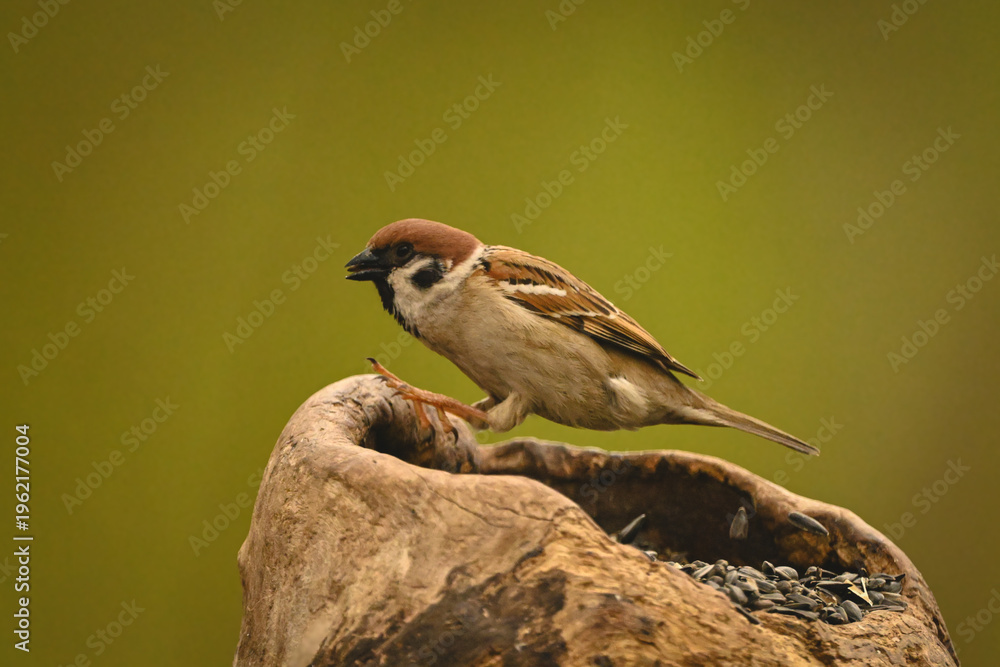 Fototapeta premium Eurasian tree sparrow jumps on tree stump
