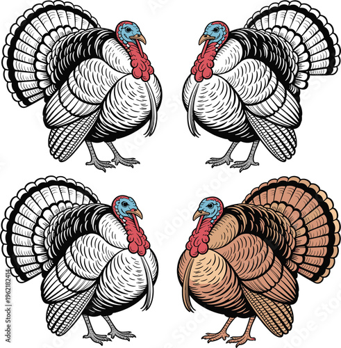 Four Turkeys Displayed, Two Outline, Two Color, Stock Illustration