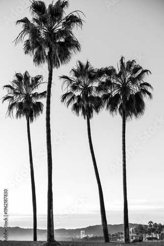 Black and white palm trees silhouettes in Venice Beach, California