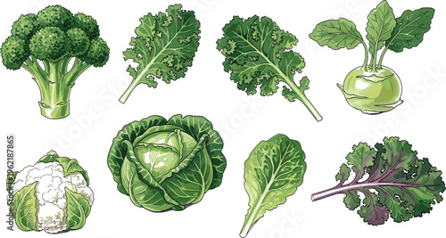 Cruciferous vegetable illustration set, broccoli, kale, cabbage, cauliflower, kohlrabi, and leafy greens in detailed botanical style - flat vector illustration