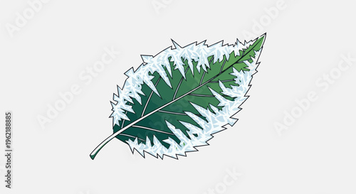 A green leaf with jagged, ice-like frost formations along its edges