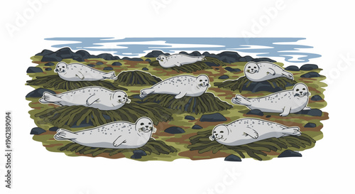A group of eight adorable spotted seals rest on a rocky, kelp-covered shore