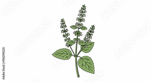 A detailed illustration of a flowering herb with green leaves and small white flowers
