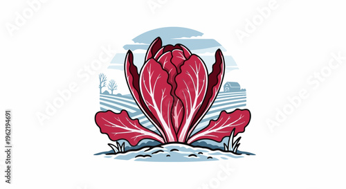 A bold, stylized illustration of a red radicchio plant growing in a field