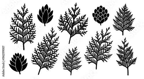 Black and white illustration of evergreen branches and pine cones, botanical elements for design and decoration