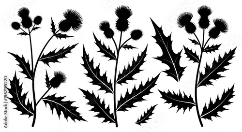 Black silhouette of thistle plants with spiky leaves and flower heads on a white background, a botanical illustration of wild flora
