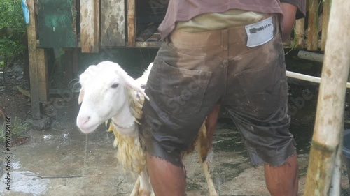 A man is bathing a sheep on a traditional farm.