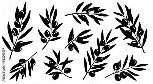 Set of black silhouette olive branches with olives and leaves isolated on white background for design and decoration