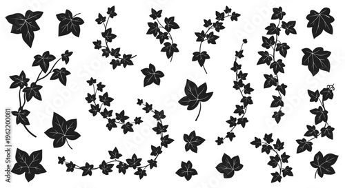 Black ivy vine leaves and branches decorative elements for graphic design and nature themes