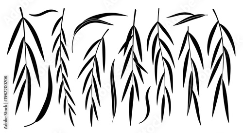 Collection of hand drawn willow tree branches and leaves in black ink on a white background minimalist botanical illustration