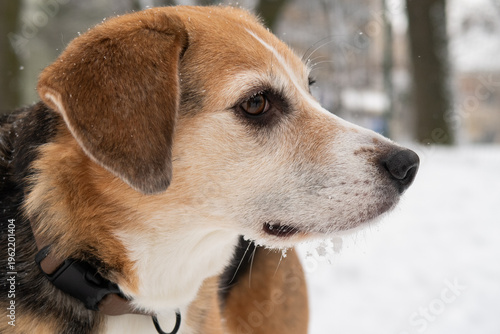 cute dog in a snowy park in winter