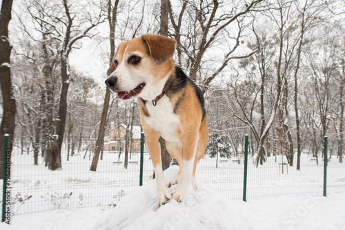 cute dog in a snowy park in winter