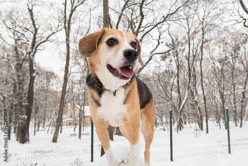 cute dog in a snowy park in winter