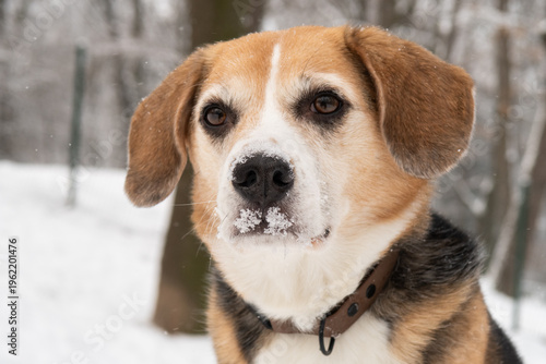 cute dog in a snowy park in winter