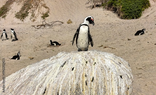 African penguin at the Boulders Penguin Colony in Cape Town, South Africa. 