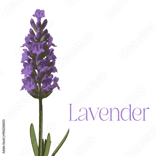 Detailed botanical vector of a lavender sprig in a clean layered style. Isolated on white background. Perfect for organic cosmetics packaging, wedding stationery, herbal tea branding, and spa decor