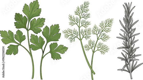 Fresh herbal leaves parsley dill and rosemary detailed botanical vector illustration set isolated on white background
