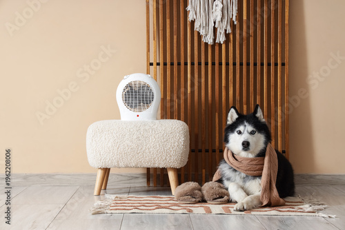 Cute Husky dog with scarf a...