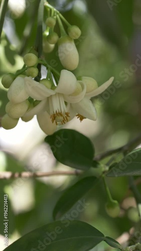 Hanging flowers of Citrus sinensis on branch with green leaves. Orange blossom flowers gently swaying in wind. Mediterranean culture, Southern Europe