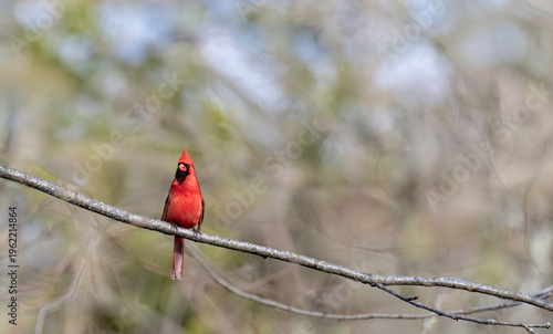 Male Northern Cardinal Perched on a Tree Branch in Early Spring