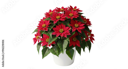 Vibrant red poinsettia plant with lush green leaves in a white pot isolated on transparent background