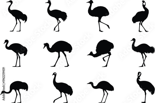 Collection of ostrich silhouettes in various poses, black bird vector set, wildlife illustration of large flightless birds, animal shapes isolated on white background