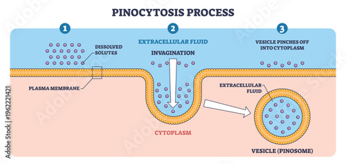 Pinocytosis process diagram shows membrane invagination capturing extracellular fluid into vesicles, main objects, plasma membrane, dissolved solutes, pinosome. Outline diagram
