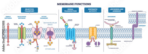 Membrane functions brief diagram maps transport, signaling, and adhesion across a phospholipid bilayer, key objects, channel protein, pump protein, receptor protein. Outline diagram