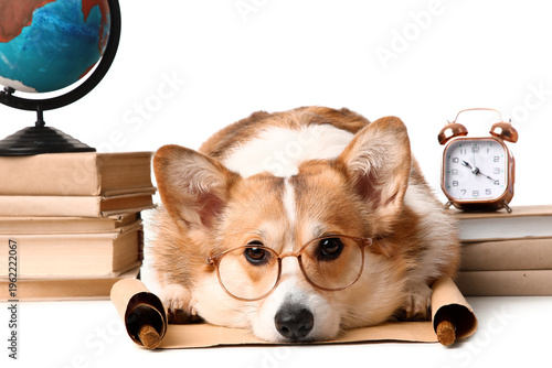 Cute Corgi dog in eyeglasse...