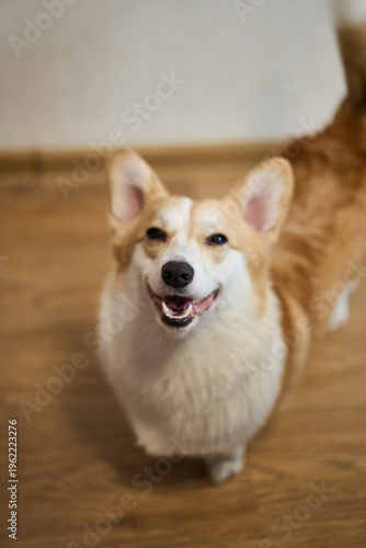 An adorable and joyful corgi with a delightful expression, perfect for all pet lovers and animal enthusiasts alike