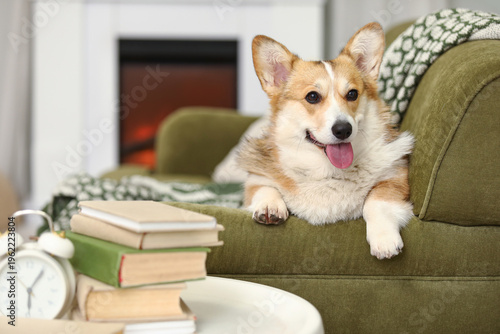 Cute Corgi dog with books o...