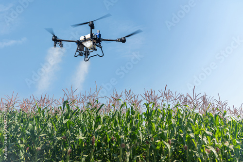 Smart farm with drone, Agriculture drone fly to sprayed fertilizer on the corn fields in the blue sky background.