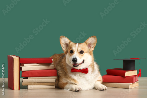 Cute Corgi dog in bow tie w...