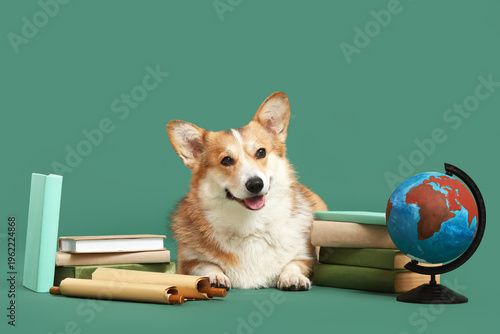 Cute Corgi dog with books, ...