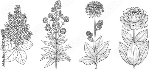 Hand-drawn Flower Set Featuring Various Blossoms with Leaves in Detailed Black and White for Botanical and Nature Designs