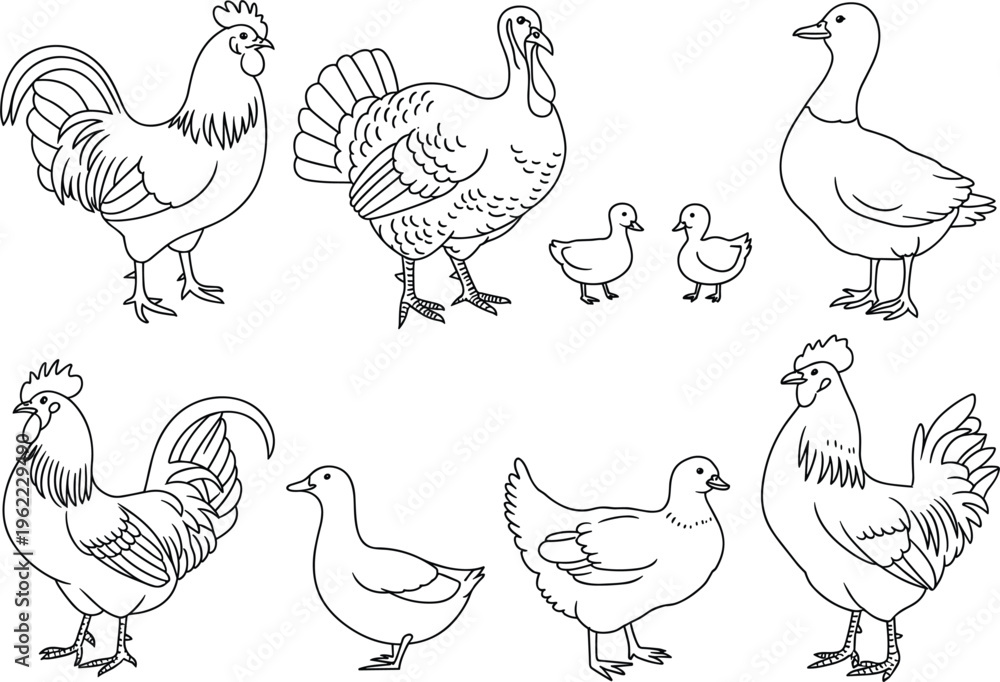 Fototapeta premium Farm poultry vector set, chickens ducks turkeys collection hand drawn livestock birds illustration