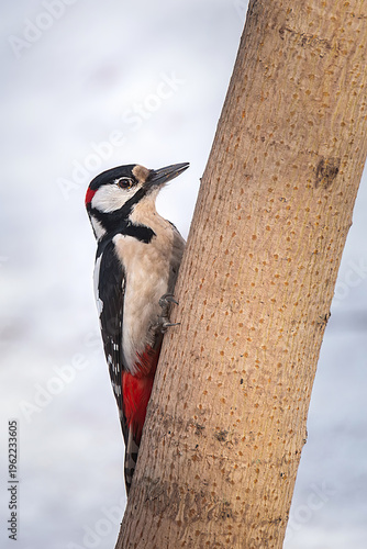 Woodpecker in a tree with snow