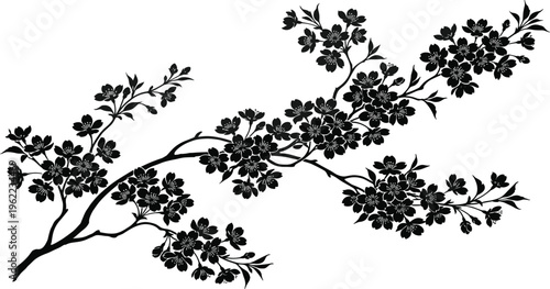 Beautiful Black Cherry Blossoms on a Branch