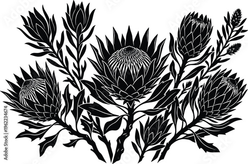 Artistic black and white vector silhouette depicting blooming Protea flowers and lush foliage. A sophisticated botanical illustration for diverse graphic design applications