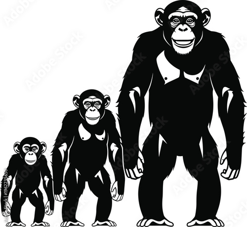 Chimpanzee evolution silhouette illustration, primate growth stages vector, wildlife animal progression concept, minimal black white design, isolated graphic set
