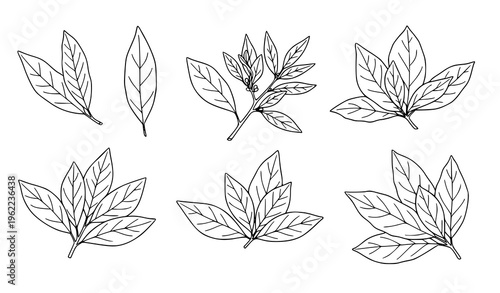 Hand drawn bay leaf doodle set seasoning herb outline black white vector illustration