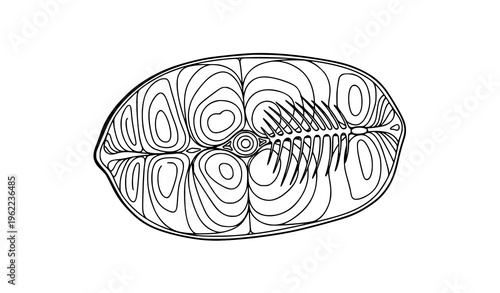 Hand drawn fish slice cross section doodle seafood outline black white vector illustration