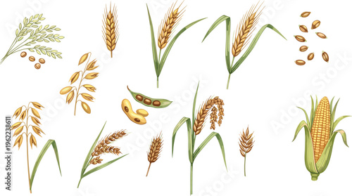 Hand Drawn Wheat Rice Corn and Grain Crops Set Agricultural Cereal Plants Collection with Seeds and Ears Isolated on White Background Vector Illustration