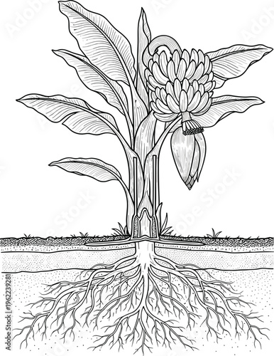 Banana plant with visible root system cross section detailed botanical line art tropical agriculture illustration isolated on white background