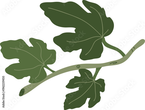 Fig Leaves Branch Natural Botanical Illustration